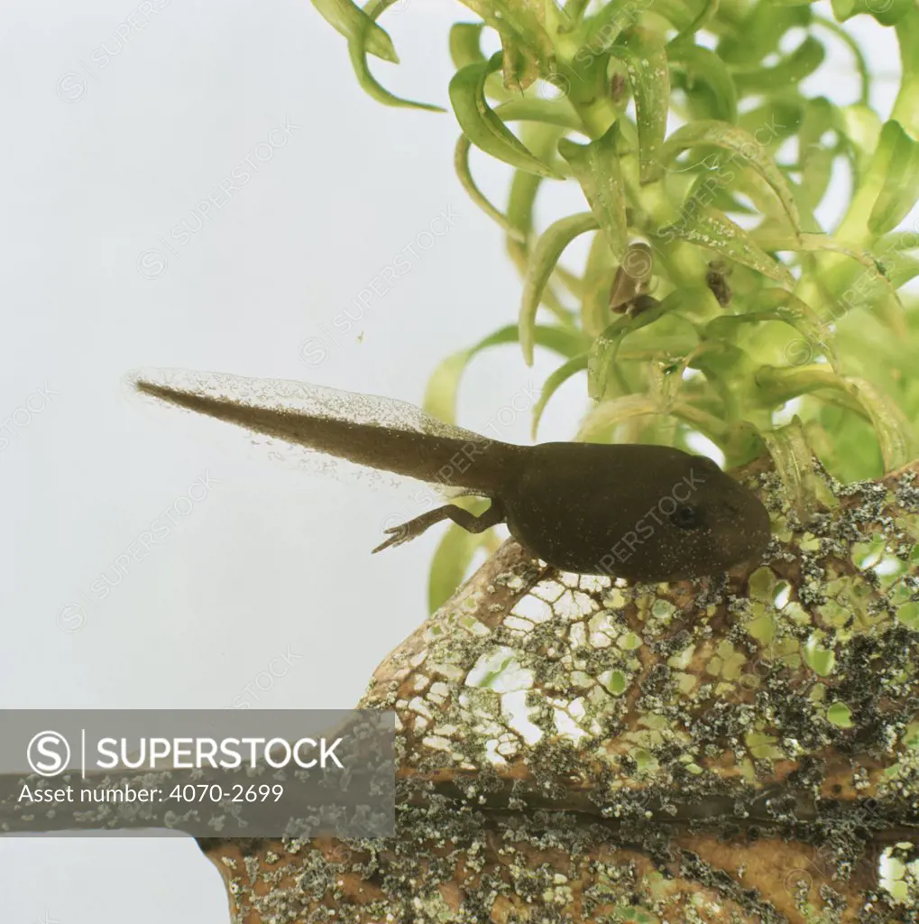 Common Frog (Rana temporaria) tadpole with hind legs developing