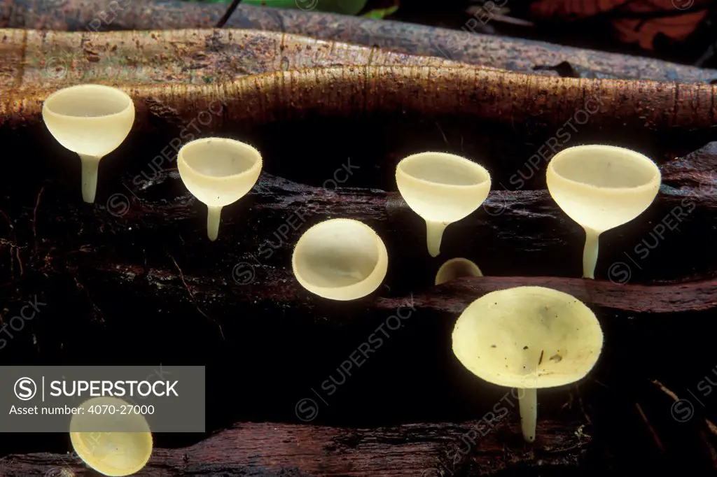 Cup fungi on decaying wood in rainforest, Borneo, Sarawak, Malaysia