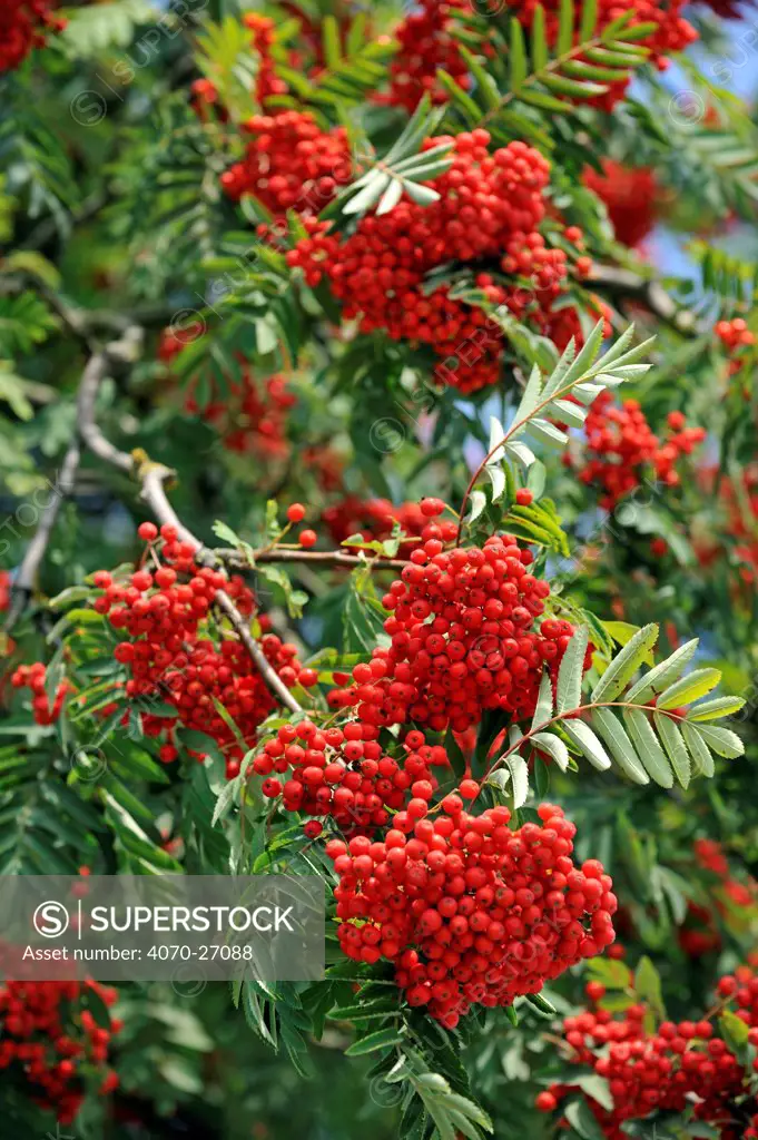 Red berries of European Rowan / Mountain Ash (Sorbus aucuparia). Belgium, August.