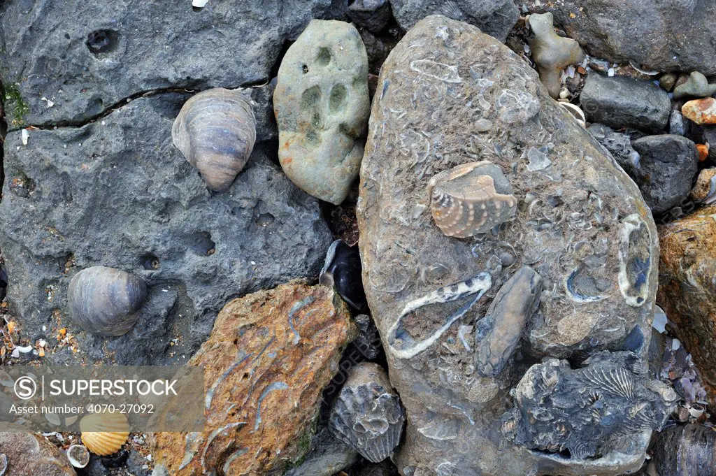 Fossil shells of bivalves dating from the Cretaceous and Jurassic Period on the beach of Vaches Noires between Houlgate and Villers-sur-Mer, Normandy, France, October.