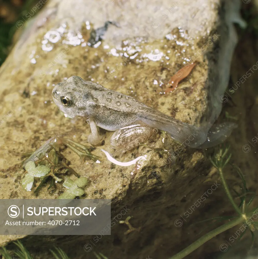 Common Frog (Rana temporaria) 9/10-week-old froglet, air-breathing but still tailed