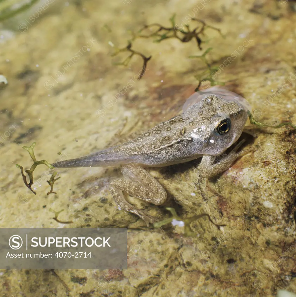 Common Frog (Rana temporaria) 10-week-old froglet resorbing tail