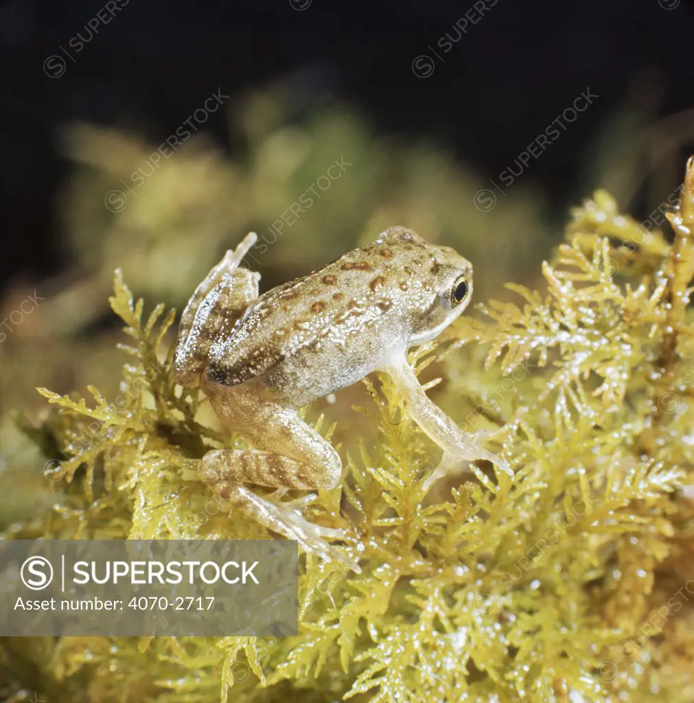 Common Frog (Rana temporaria) 10-week-old froglet leaves water after completing metamorphosis