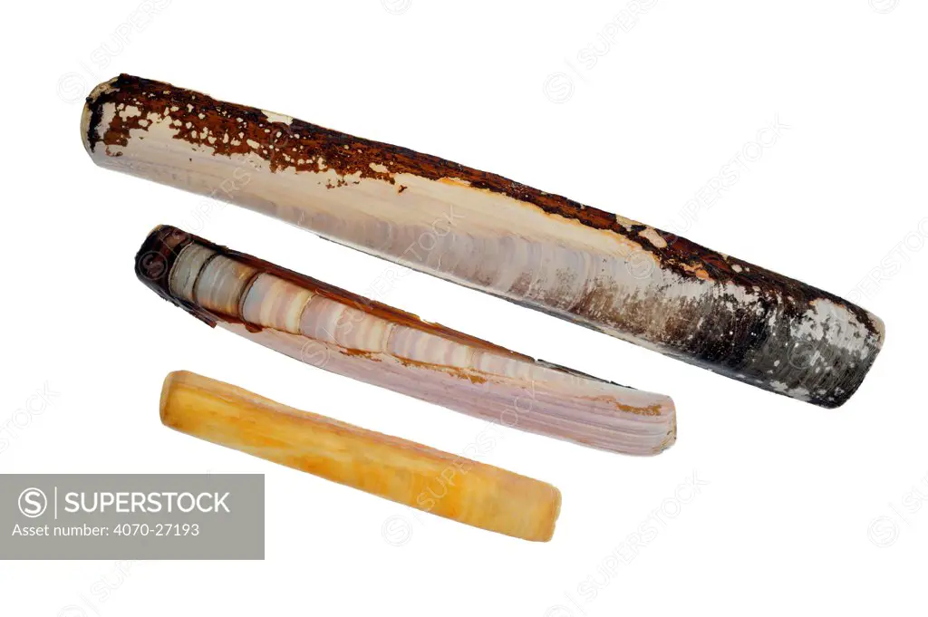 Collection of Solenidae shells: Pod razor / Common razorfish (Ensis siliqua), Sword razor (Ensis arcuatus), European razor clam / Grooved razor shell (Solen marginatus) from the North Sea, Belgium.