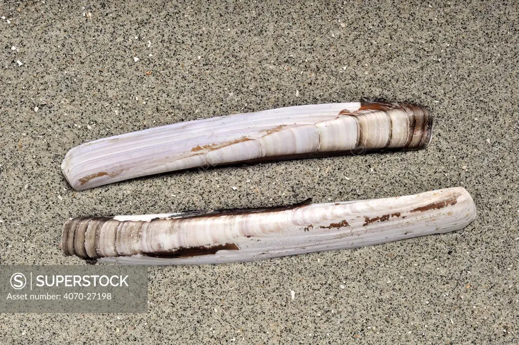 Razor shell / Razor clam / Razor fish / Sword razor (Ensis arcuatus / siquila) on beach along the North Sea coast, Normandy, France.