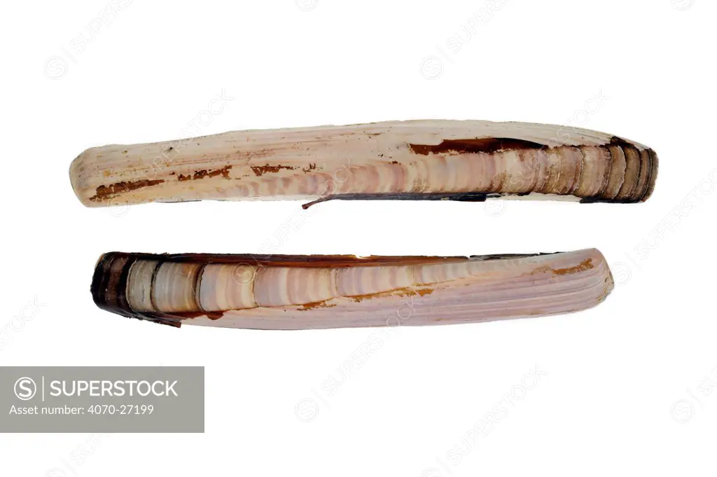 Razor shell / Razor clam / Razor fish / Sword razor (Ensis arcuatus / siliqua), Normandy, France.
