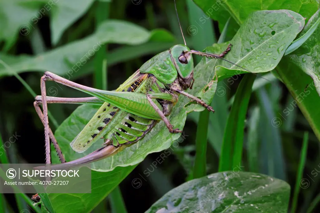 Wartbiter / Wart biter bush cricket (Decticus verrucivorus). Dolomites, Italy, July.