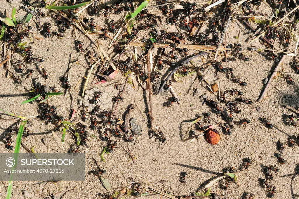 Forest / Wood Ants (Formica rufa) foraging on the ground near anthill. La Brenne, France, April.