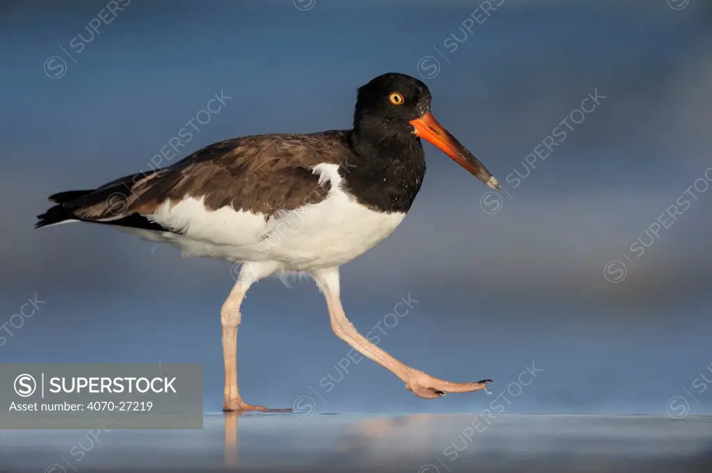 American Oystercatcher (Haematopus palliatus) in immature plumage. Port Aransas, Mustang Island, Texas, USA.