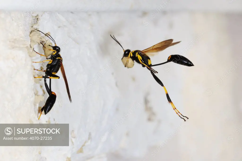Black and yellow Mud Dauber (Sceliphron caementarium) females in flight bringing mud to nest inside wall. Comal County, Hill Country, Central Texas, USA, July.