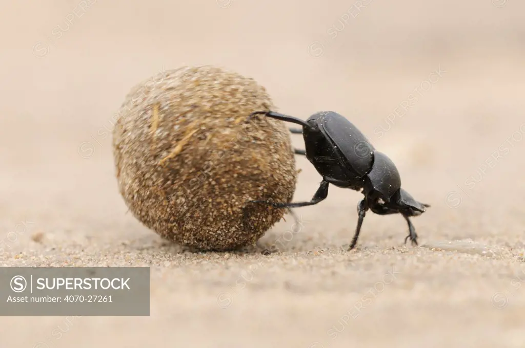 Dung Beetle (Scarabaeinae) adult rolling dung ball. Laredo, Webb County, South Texas, USA