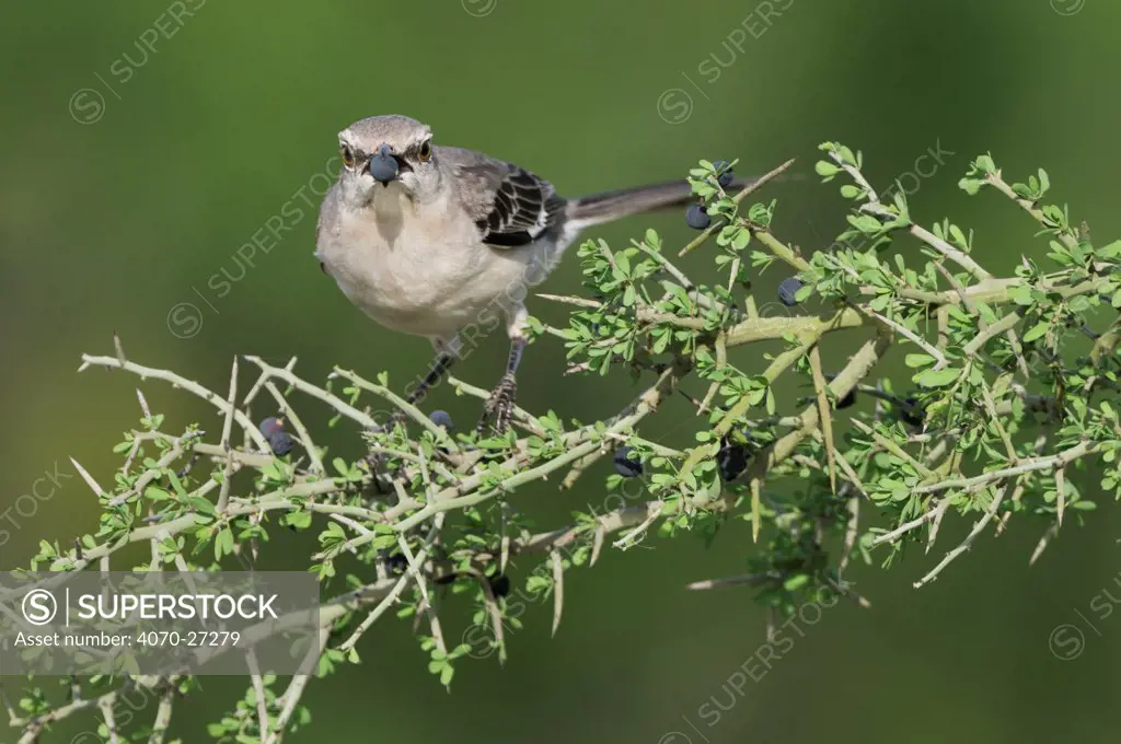 Northern Mockingbird (Mimus polyglottos) adult, Laredo, Webb County, South Texas, USA, April.