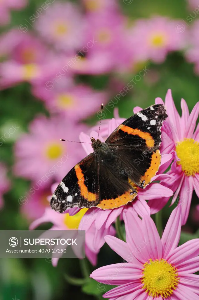 Red Admiral butterfly (Vanessa atalanta), adult on Gerbera Daisy (Gerbera sp.). Comal County, Hill Country, Central Texas, USA, November.