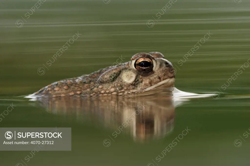 Texas Toad (Bufo speciosus), adult in pond. Laredo, Webb County, South Texas, USA, April.