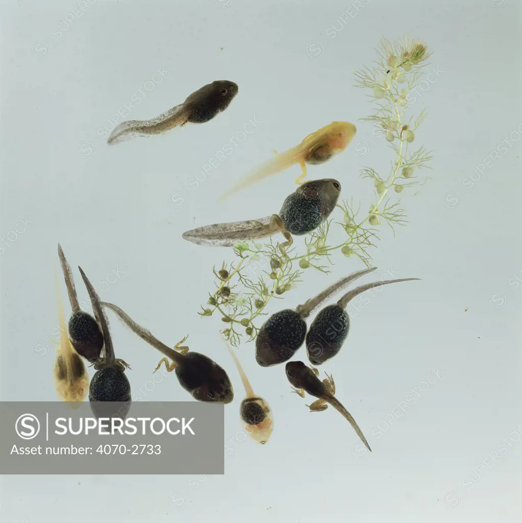 Common Frog (Rana temporaria) normal pigmented tadpoles with golden-yellow morphs