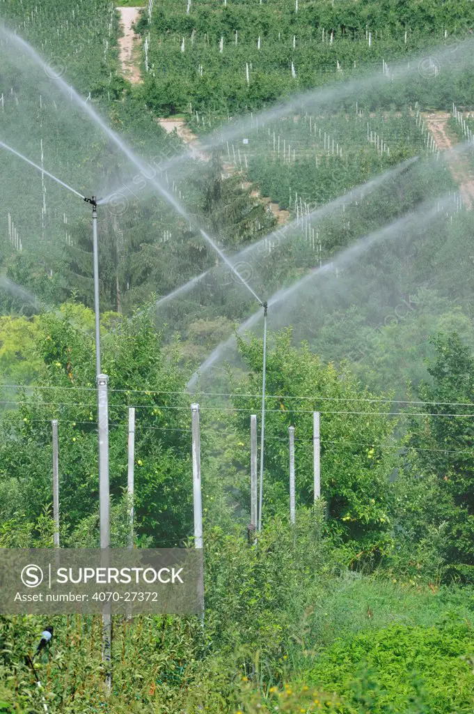 Apple tree orchard with sprinklers irrigating, Val di Non, Dolomites, Italy, July 2010.