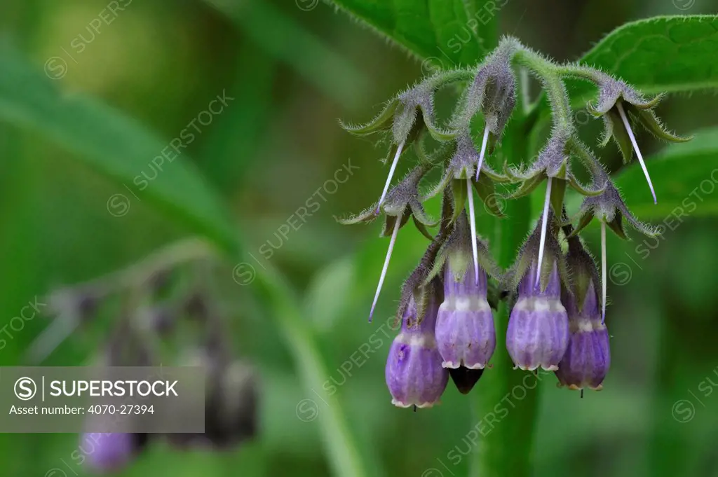 Common Comfrey / Quaker Comfrey / Boneset / Knitbone (Symphytum officinale) in flower. Belgium, May.