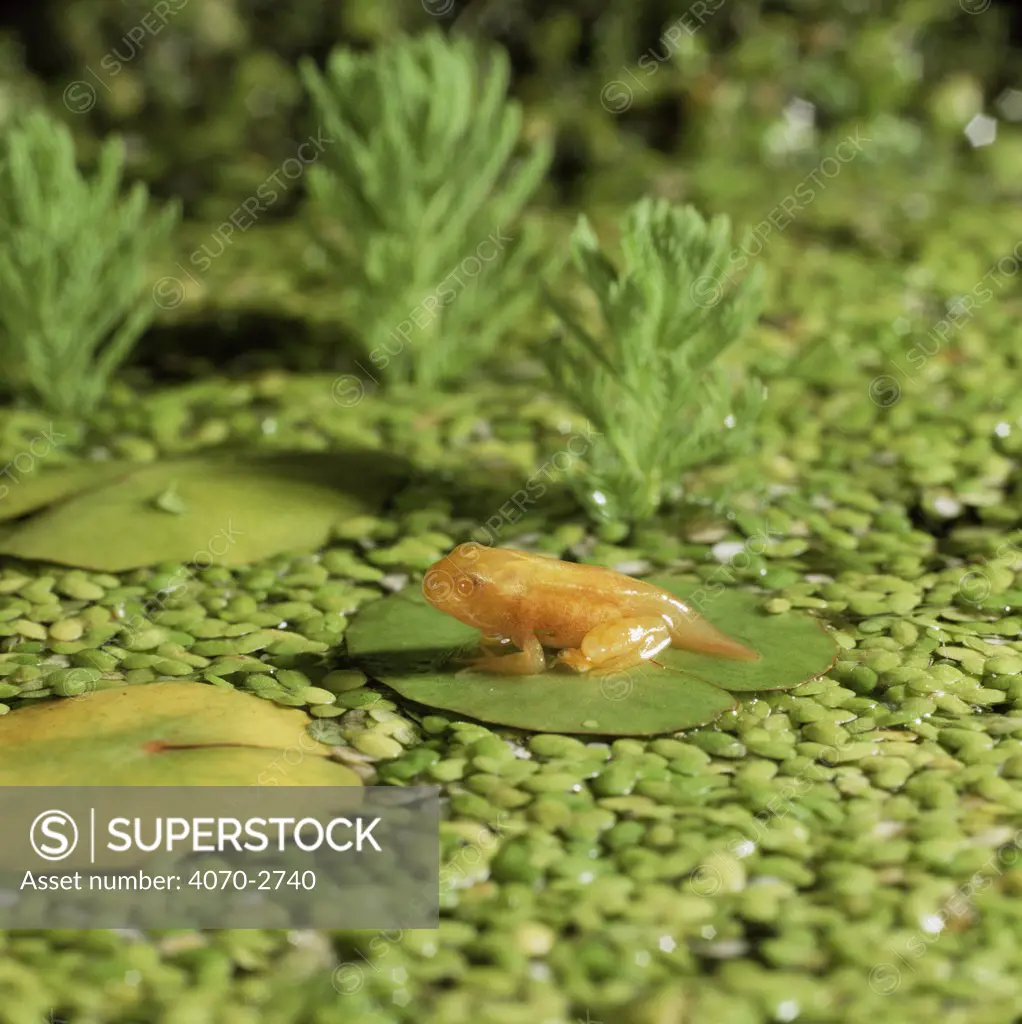 Common Frog (Rana temporaria) golden-yellow morph froglet