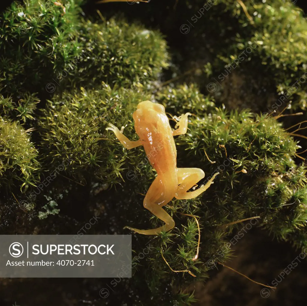 Common Frog (Rana temporaria) golden-yellow morph froglet emerging from pond