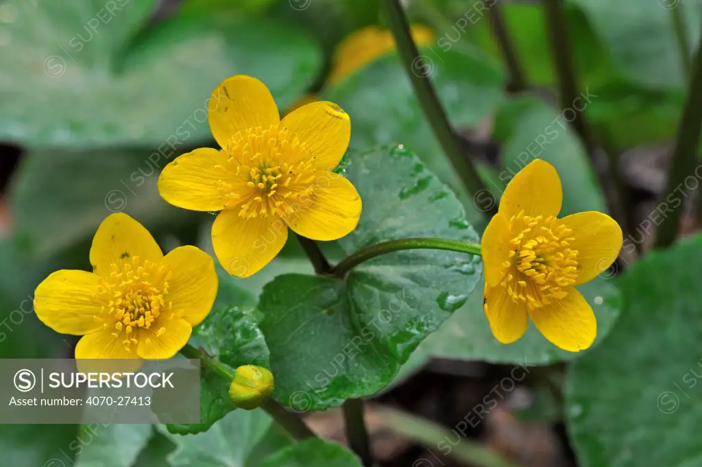 Kingcup / Marsh Marigold (Caltha palustris) in flower. Luxembourg, April.