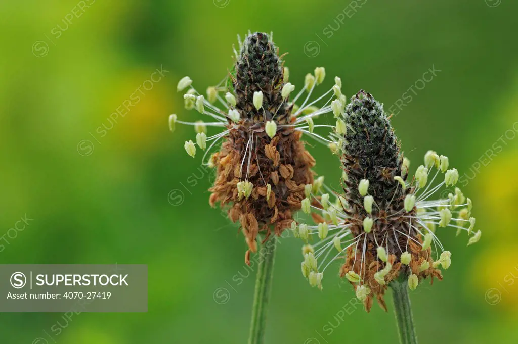 Ribwort Plantain / English Plantain / Narrowleaf plantain (Plantago lanceolata) in flower. Belgium, May.