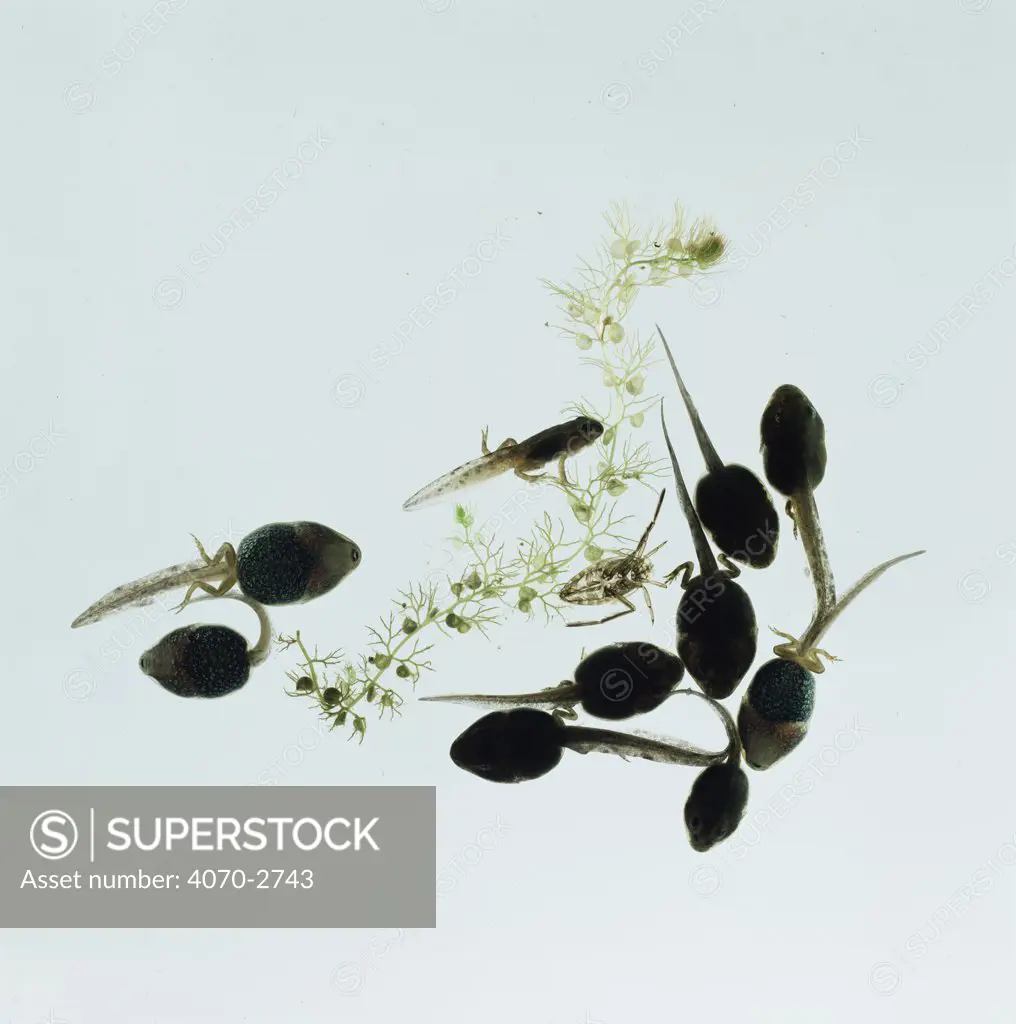 Tadpoles of Common Frog (Rana temporaria) with shed skin of Water boatman nymph on Bladderwort