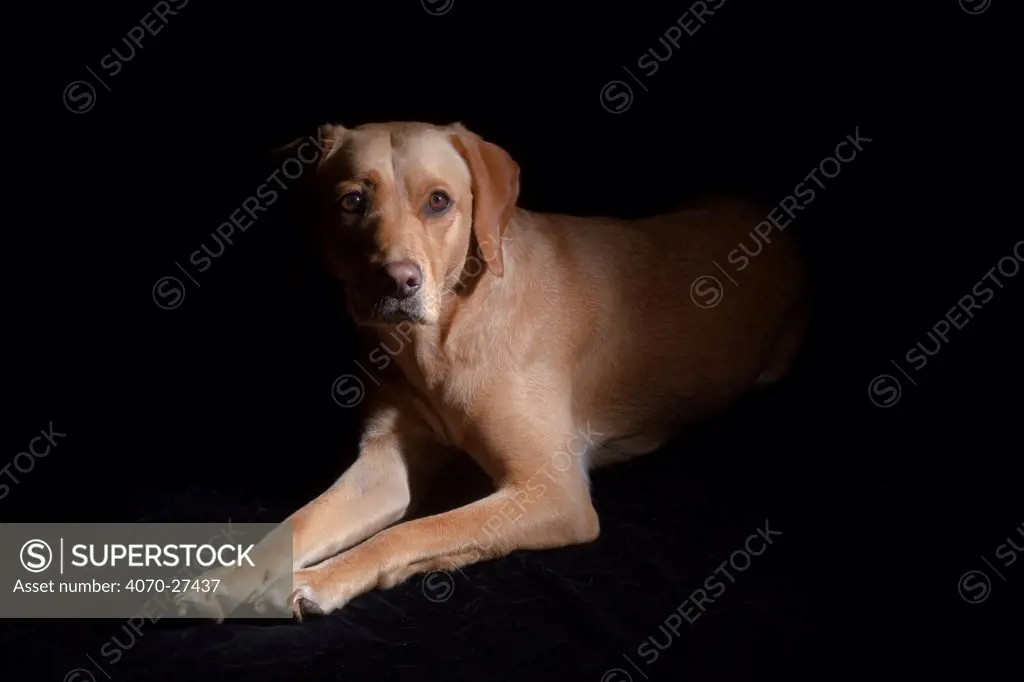 Yellow Labrador lying down, portrait