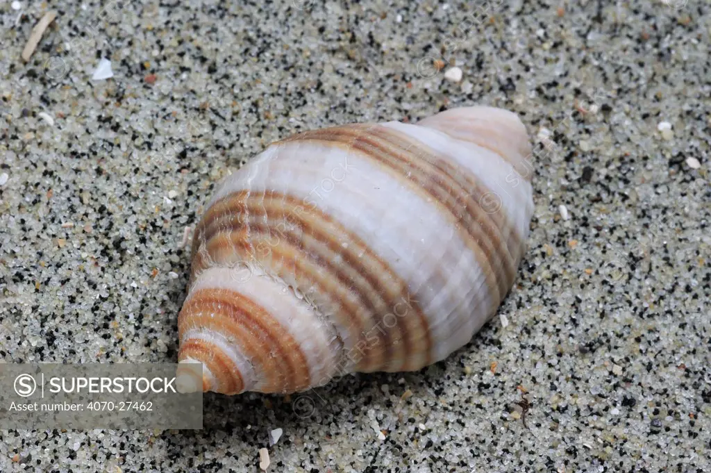 Dog whelk / Atlantic dogwinkle (Nucella lapillus) shell on beach, Normandy, France