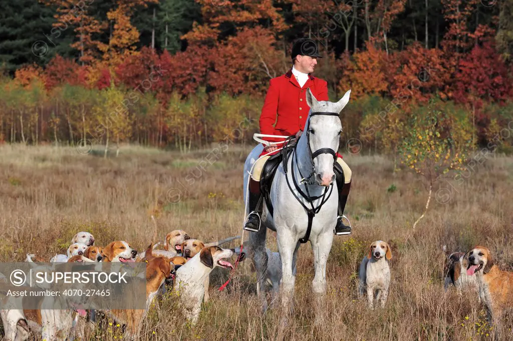 Hunter on horseback with pack of hounds during drag hunting in autumn, an alternative to fox hunting, Europe October 2011