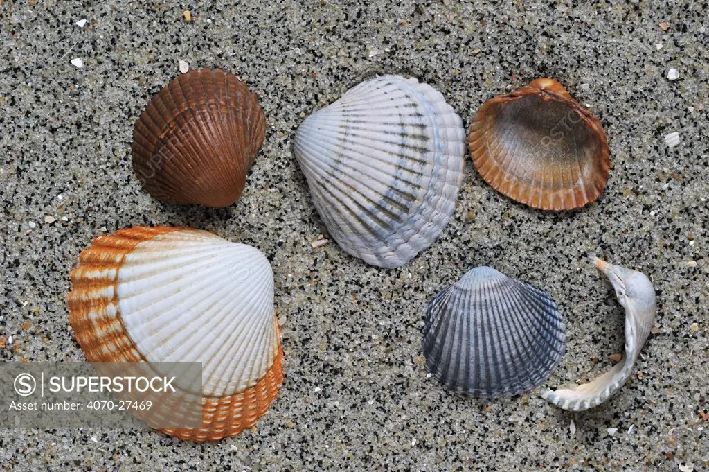 Common / Edible cockle (Cerastoderma / Cardium edule) shells on beach, Belgium
