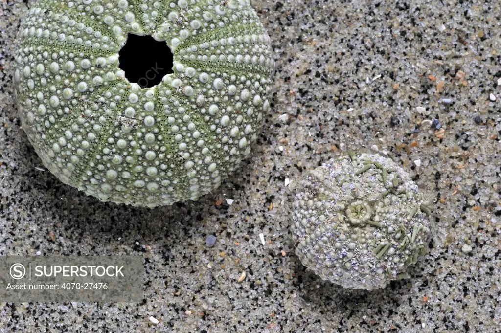 Green sea urchin (Psammechinus miliaris) shell on beach, Belgium