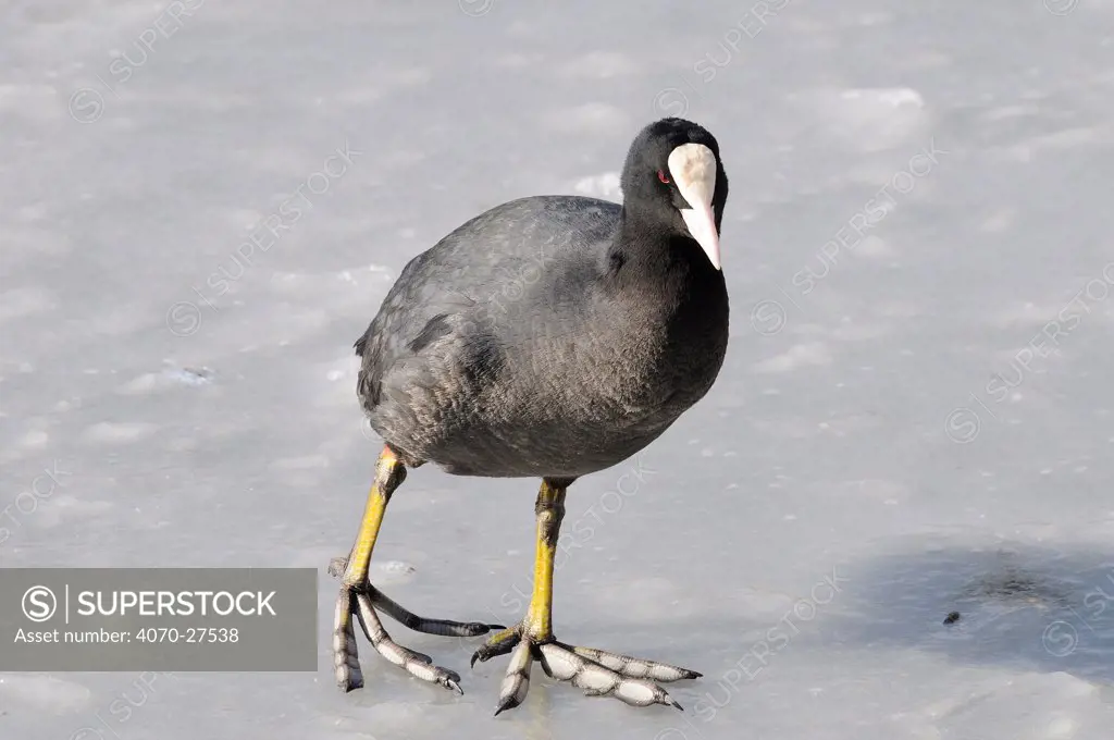 Coot (Fulica atra) on frozen lake, Picardy, Aisne, France February