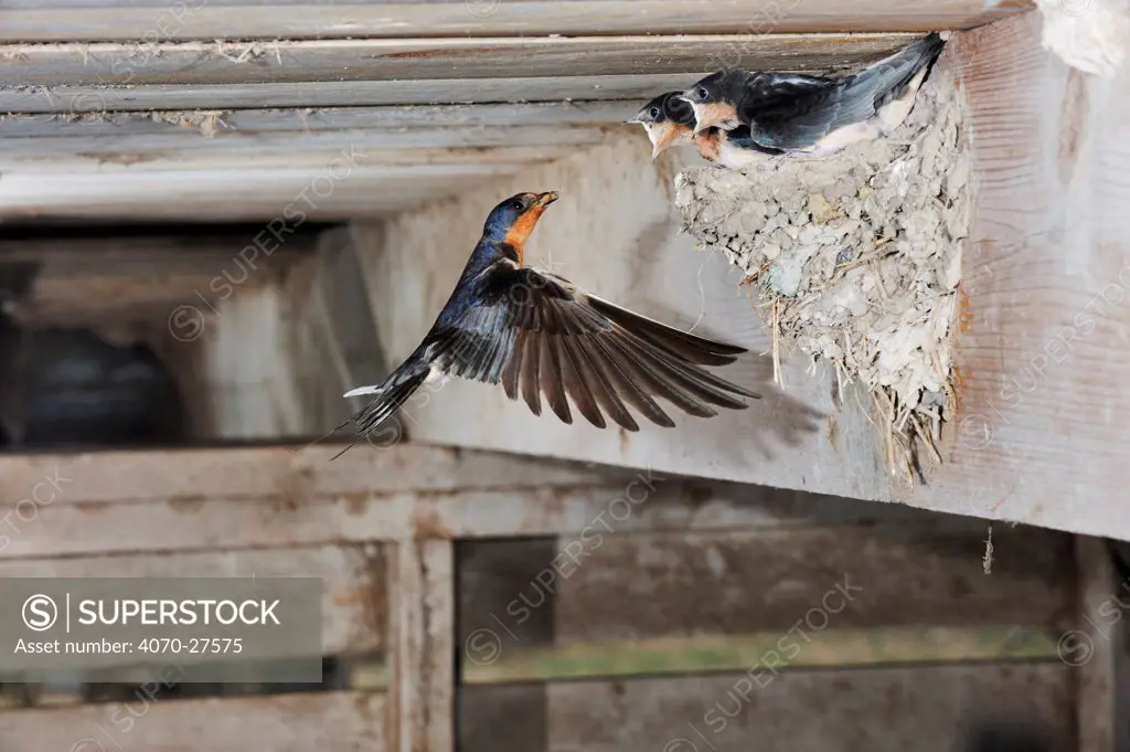 Barn swallow (Hirundo rustica) female feeding young in nest, Dinero, Lake Corpus Christi, South Texas, USA.