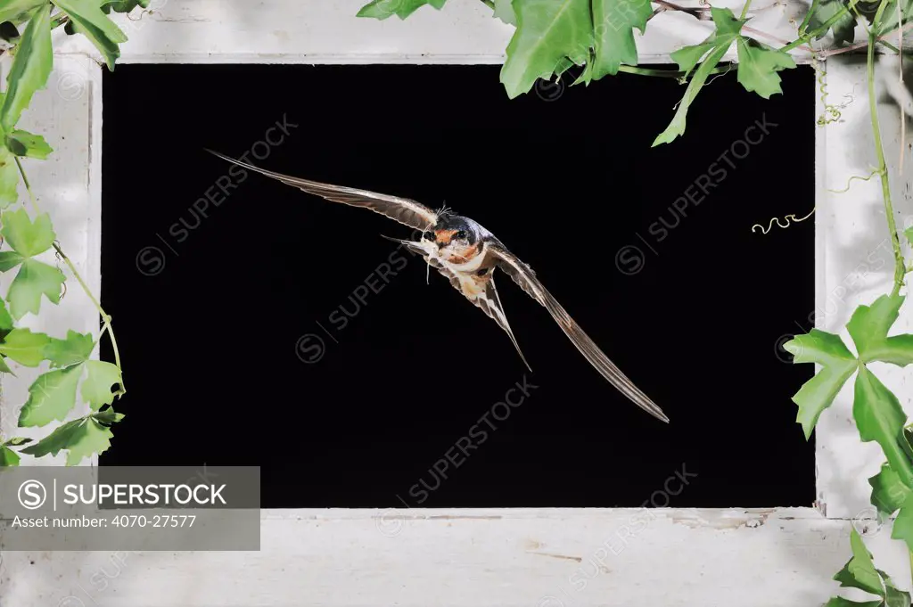 Barn swallow (Hirundo rustica) adult flying through window, Dinero, Lake Corpus Christi, South Texas, USA.