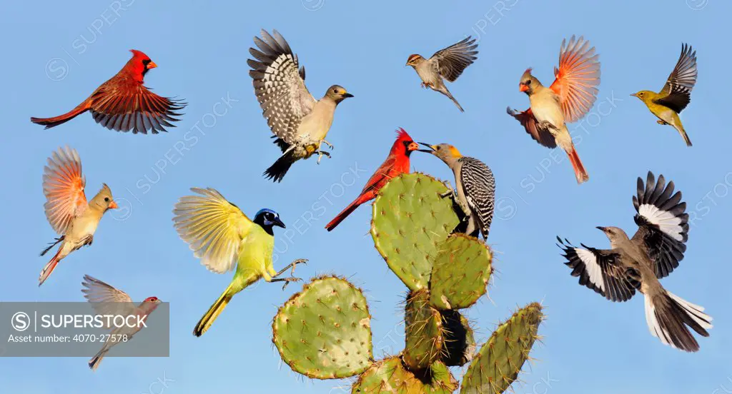 Digital composite of Cardinal, Mockingbird, Green jay, House finch, Pine warbler, Golden-fronted woodpecker, Chipping sparrow, birds landing on Texas prickly pear cactus (Opuntia lindheimeri), Dinero, Lake Corpus Christi, South Texas, USA.