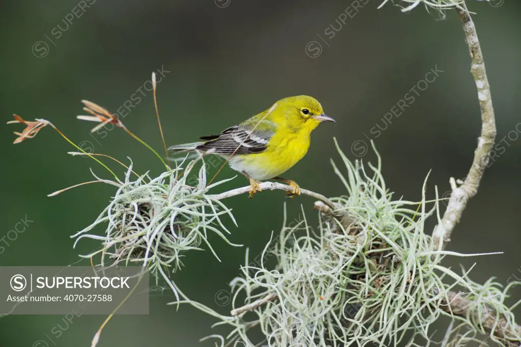 Pine warbler (Dendroica pinus) male perched in oak tree, Dinero, Lake Corpus Christi, South Texas, USA.