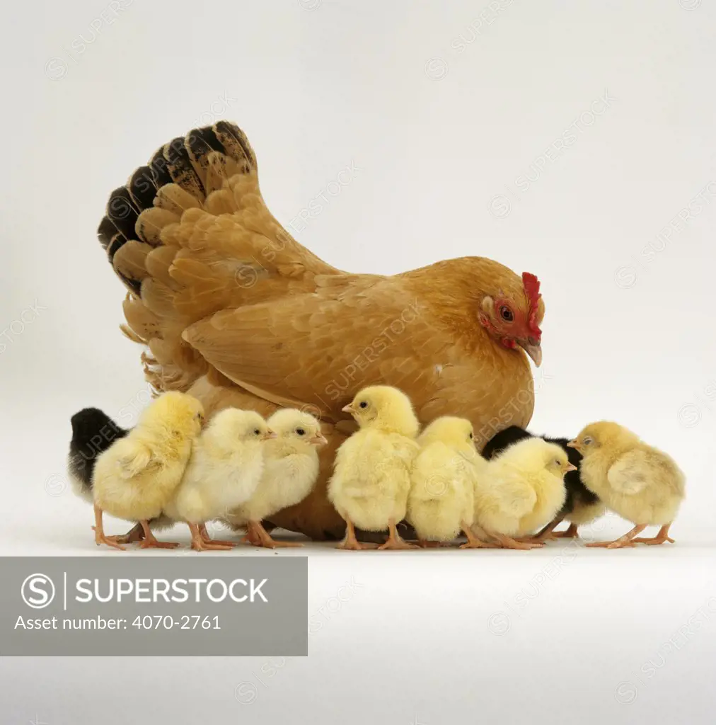 Buff Bantam Hen Gallus gallus domesticus} with nine of her ten chicks, 2-days-old. The tenth chick is under her