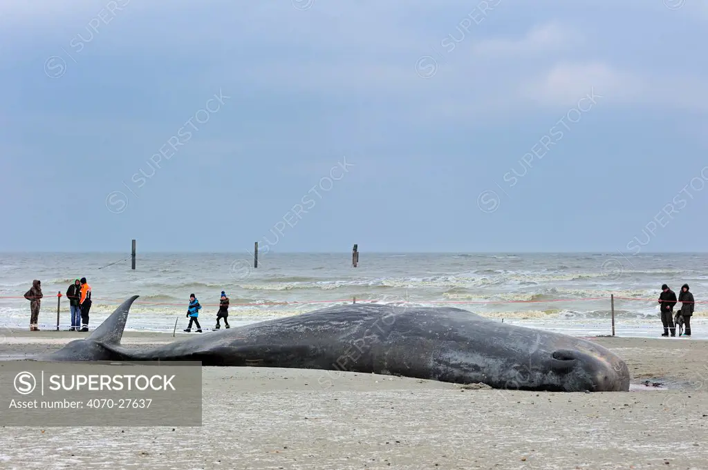 Stranded Sperm whale (Physeter macrocephalus) on beach at Knokke, Belgium, February 2012. No release available.