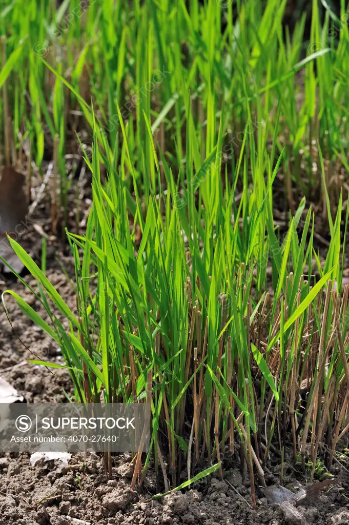 Switchgrass / Tall panic grass / Blackbent (Panicum virgatum), native to North America, National Botanic Garden of Belgium, May