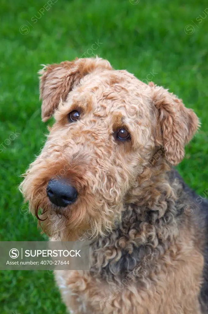Airedale Terrier dog portrait