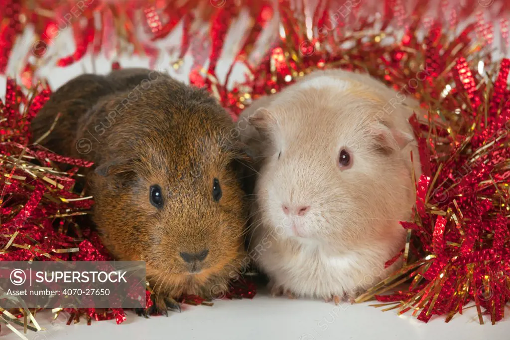 Guinea Pigs surrounded by tinsel