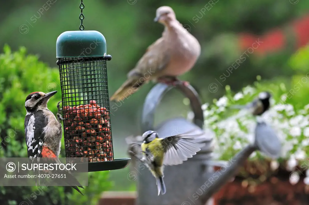 Great spotted woodpecker juvenile (Dendrocopos major), Eurasian collared dove (Streptopelia decaocto), Blue tit (Parus caeruleus) and Great tit (Parus major) eating peanuts from bird feeder on balcony, Belgium, digital composite