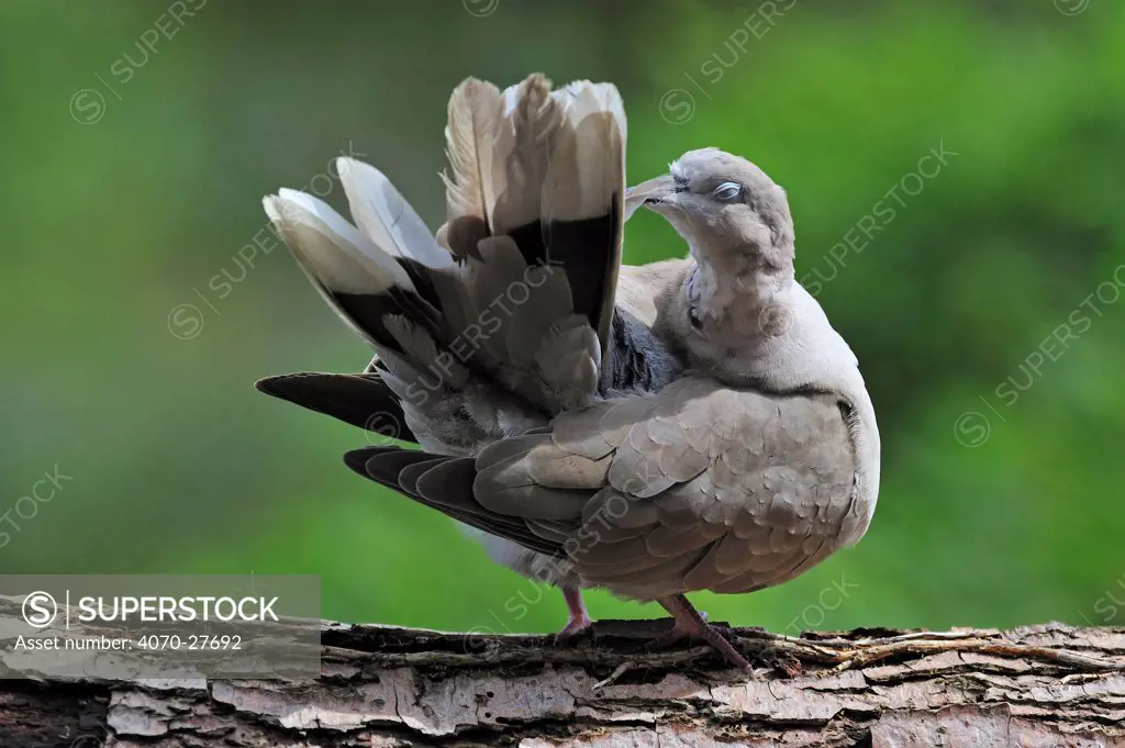 Collared dove (Streptopelia decaocto) preening its tail feathers, Belgium, June