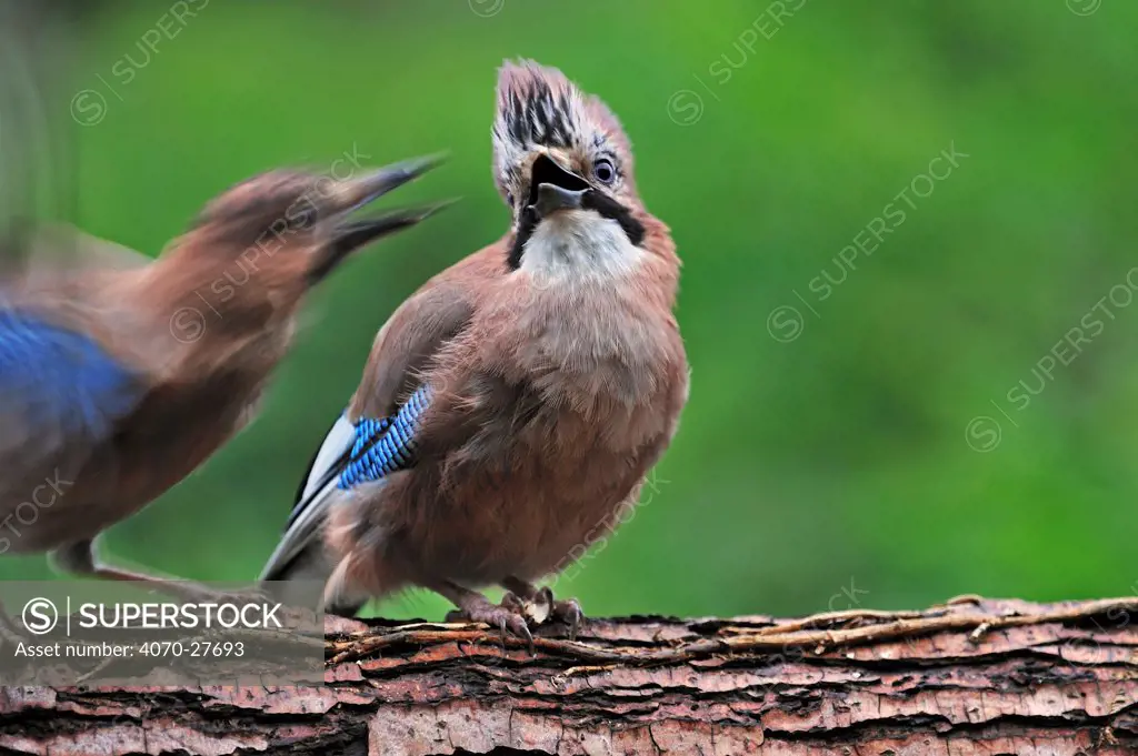 Jay (Garrulus glandarius) perched on tree trunk chasing away juvenile by screaming and raising its crest, Belgium, July