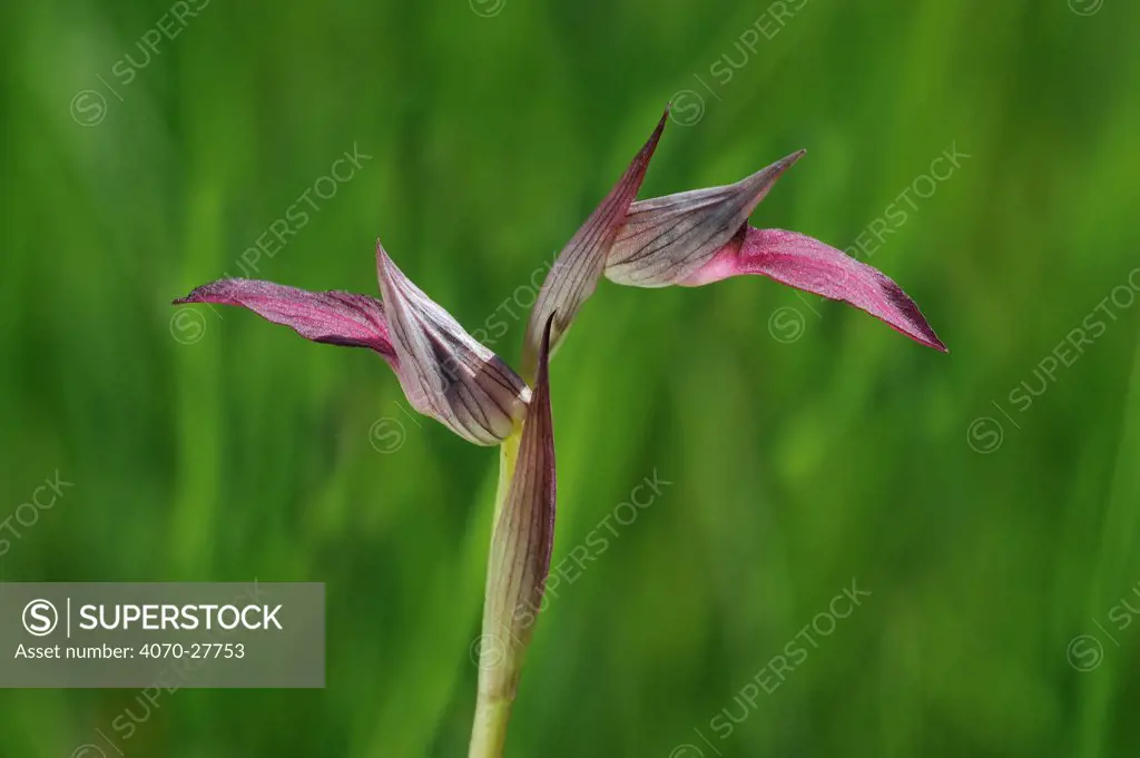 Tongue orchid (Serapias lingua) in flower, La Brenne, France, May