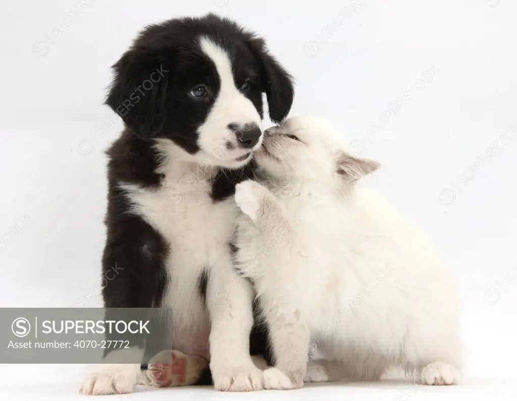 Blue point kitten and black and white Border Collie puppy, 6 weeks