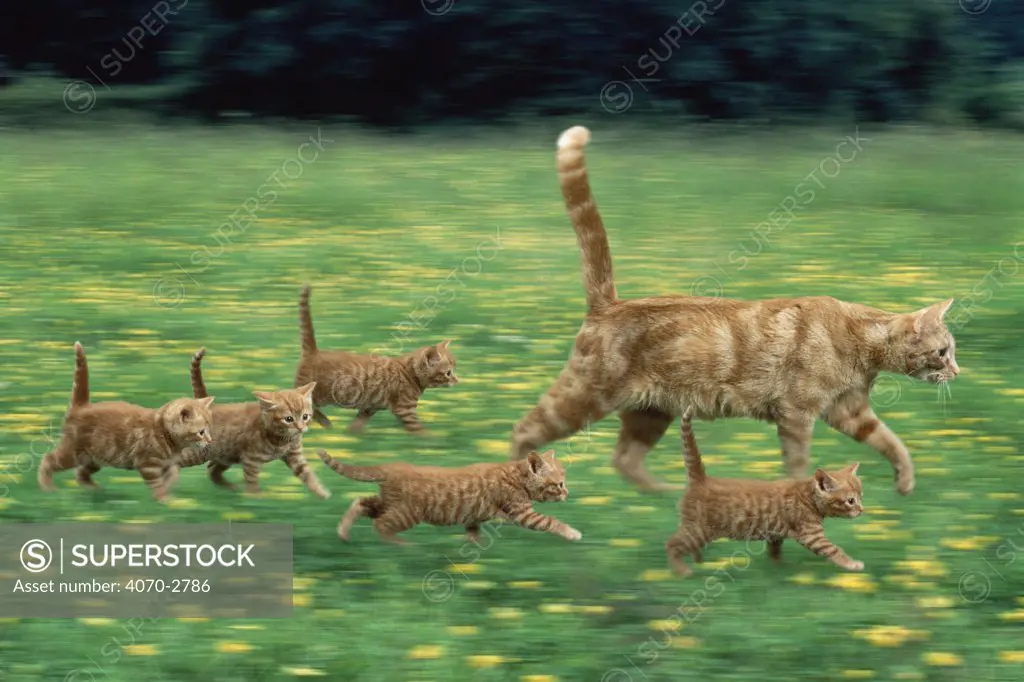 Ginger domestic cat running with litter of five kittens (digitally enhanced)