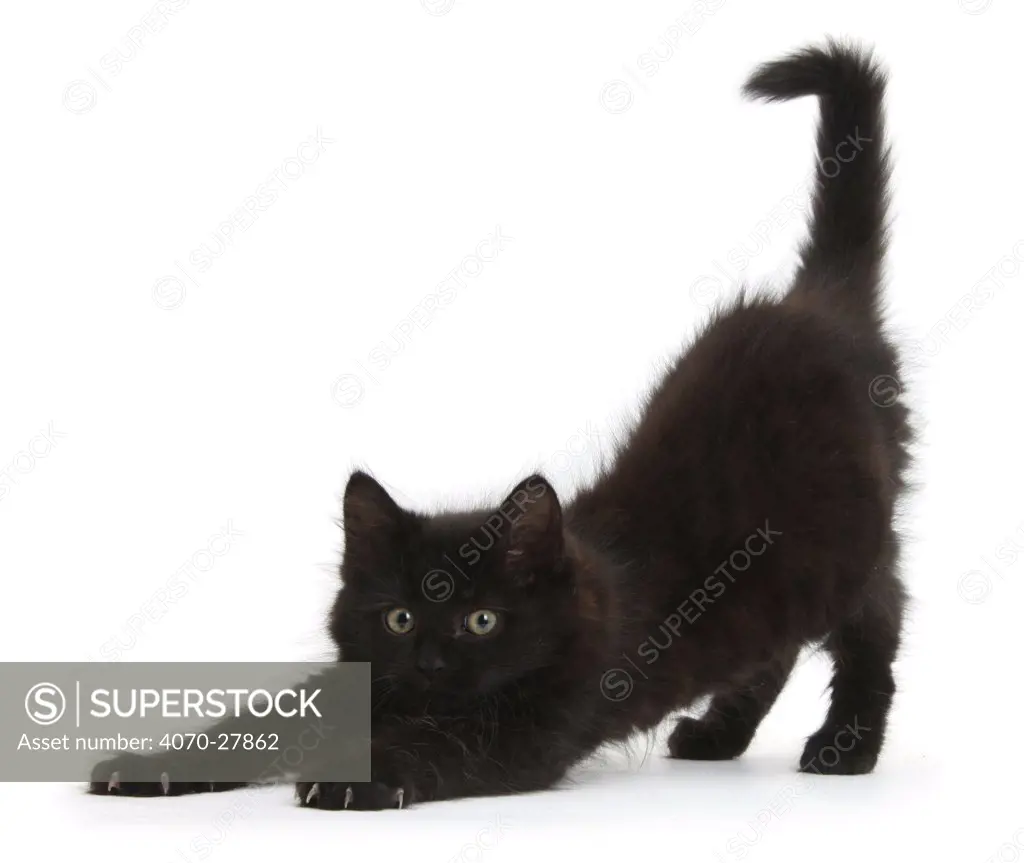 Fluffy black kitten, 9 weeks, stretching.