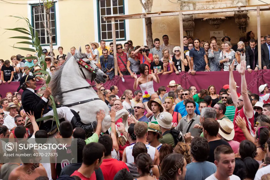 Man riding a grey Andalusian stallion, performing the bot or walking courbette of the Doma Menorquina, during the festival Mare de Deu de Gracia, in Mahon, Menorca, Spain 2012.  People try to touch the horse, which is meant to bring good luck.
