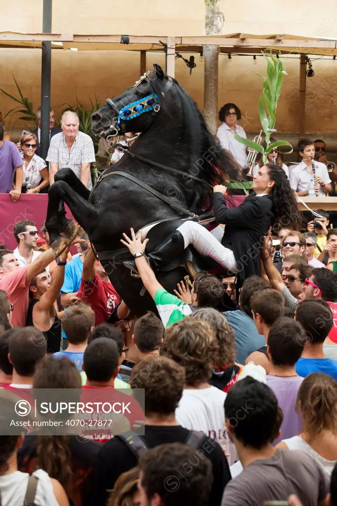 Lady riding a black Menorquin stallion, performing the bot or walking courbette of the Doma Menorquina, during the festival Mare de Deu de Gracia, in Mahon, Menorca, Spain 2012.  Tourists are trying to touch the horse, which is said to bring good fortune. No release available.
